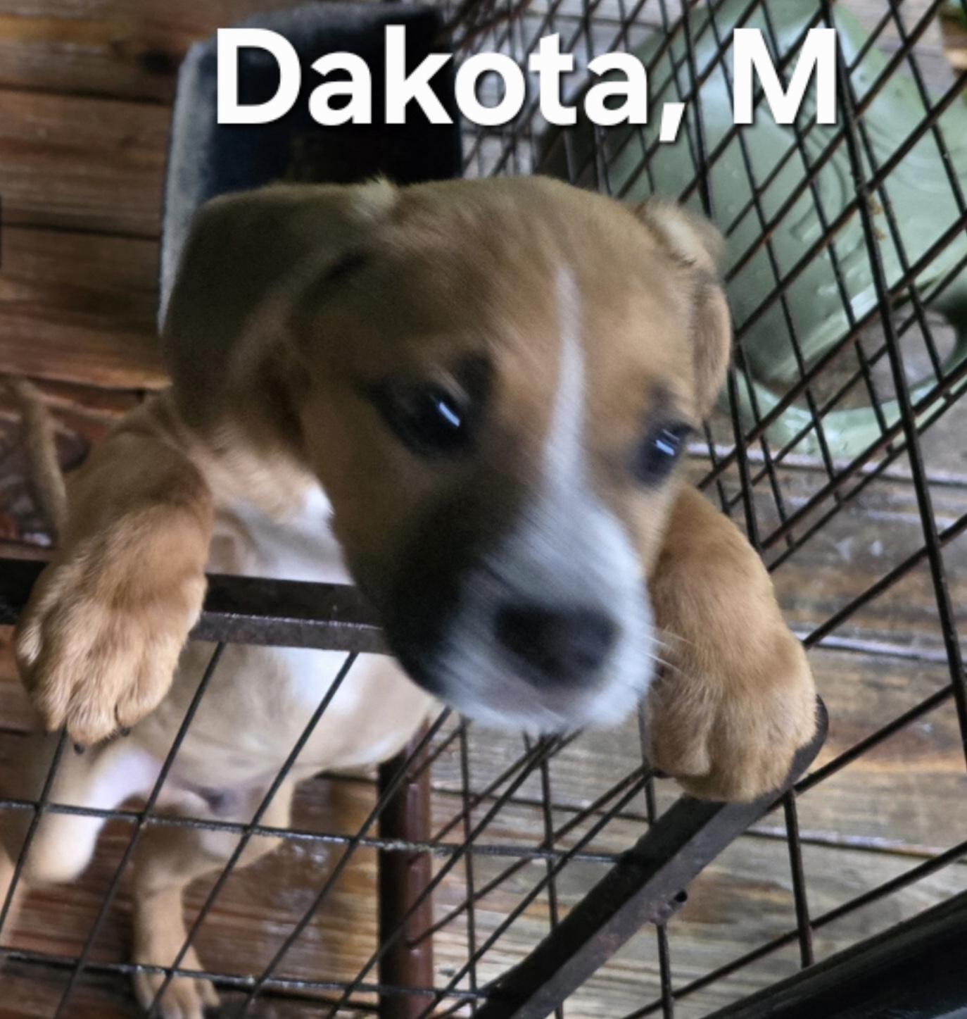 Dakota, adoptable, Puppy Male Mixed Breed.