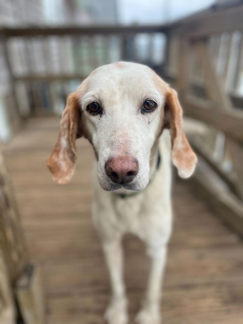 Enlarge Pearl, a ADOPTABLE Coonhound in New Bedford, MA image 2/3