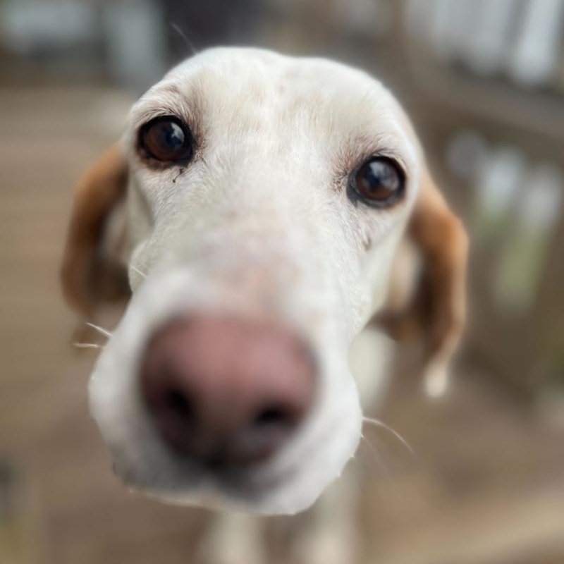 Enlarge Pearl, a ADOPTABLE Coonhound in New Bedford, MA image 1/3