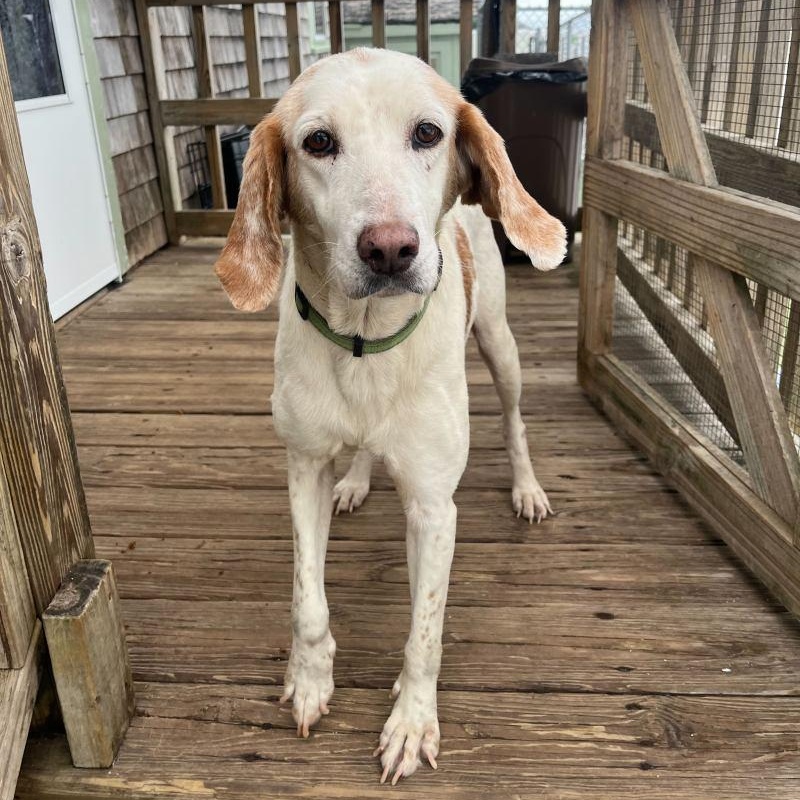 Enlarge Pearl, a ADOPTABLE Coonhound in New Bedford, MA image 3/3