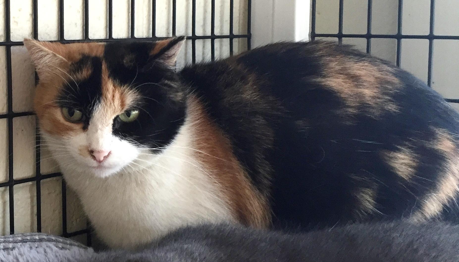 Barn Cats, a Adoptable mixed breed in Cape May Court House, NJ image 2/8