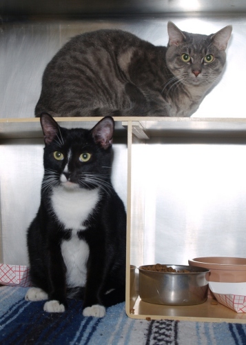 Barn Cats, a Adoptable mixed breed in Cape May Court House, NJ image 3/8