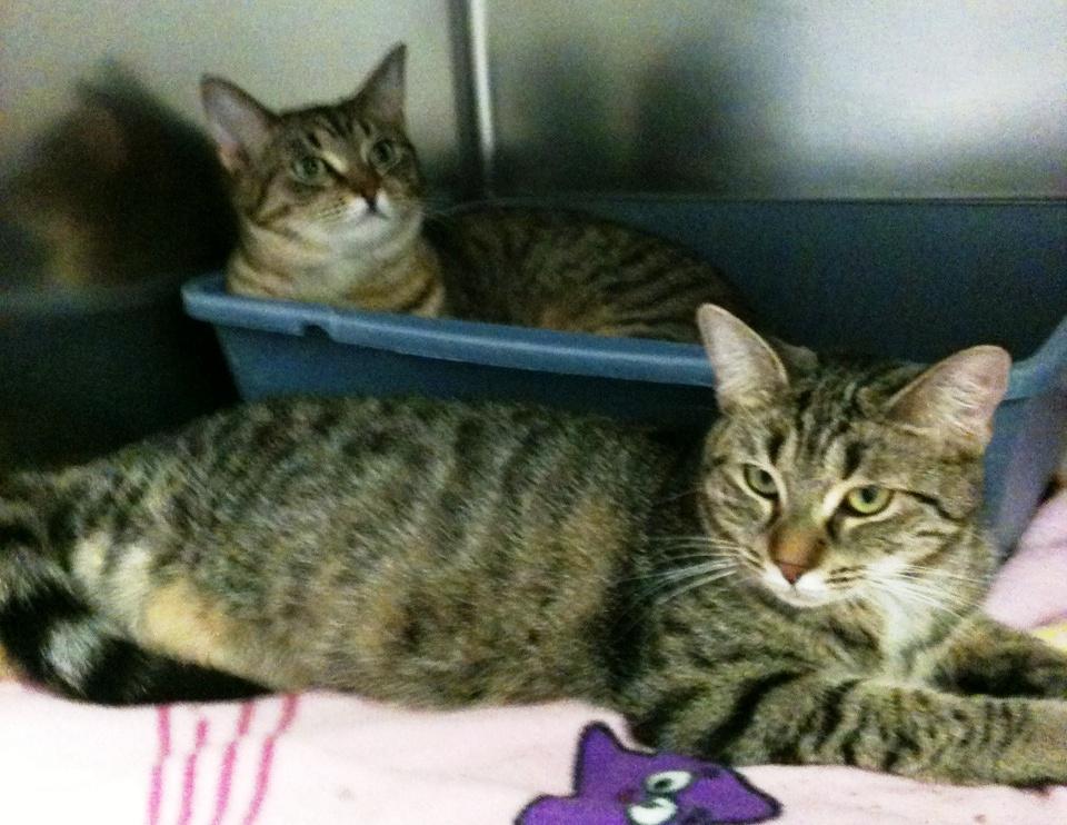 Barn Cats, a Adoptable mixed breed in Cape May Court House, NJ image 4/8