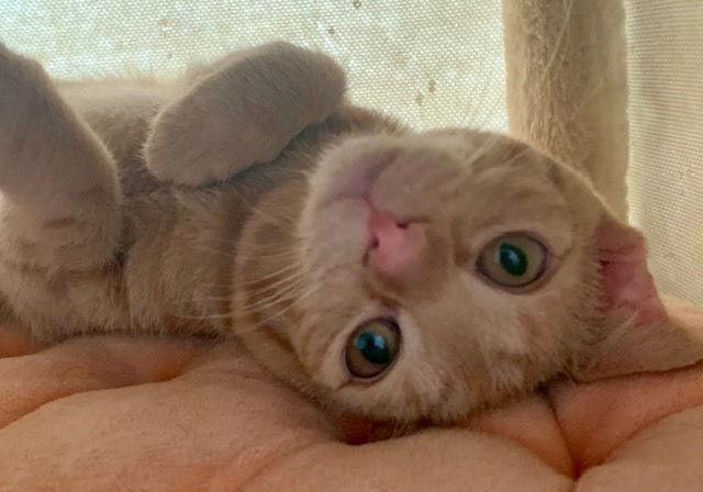 Barley (new), Adoptable, Kitten Female Domestic Short Hair.