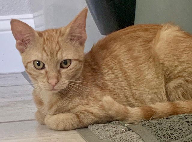 Enlarge Barley (new), a Adoptable Domestic Short Hair in Wesley Chapel, FL image 2/2