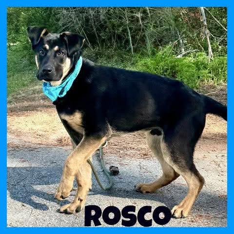 Rosco, ADOPTABLE, Young Male German Shepherd Dog.