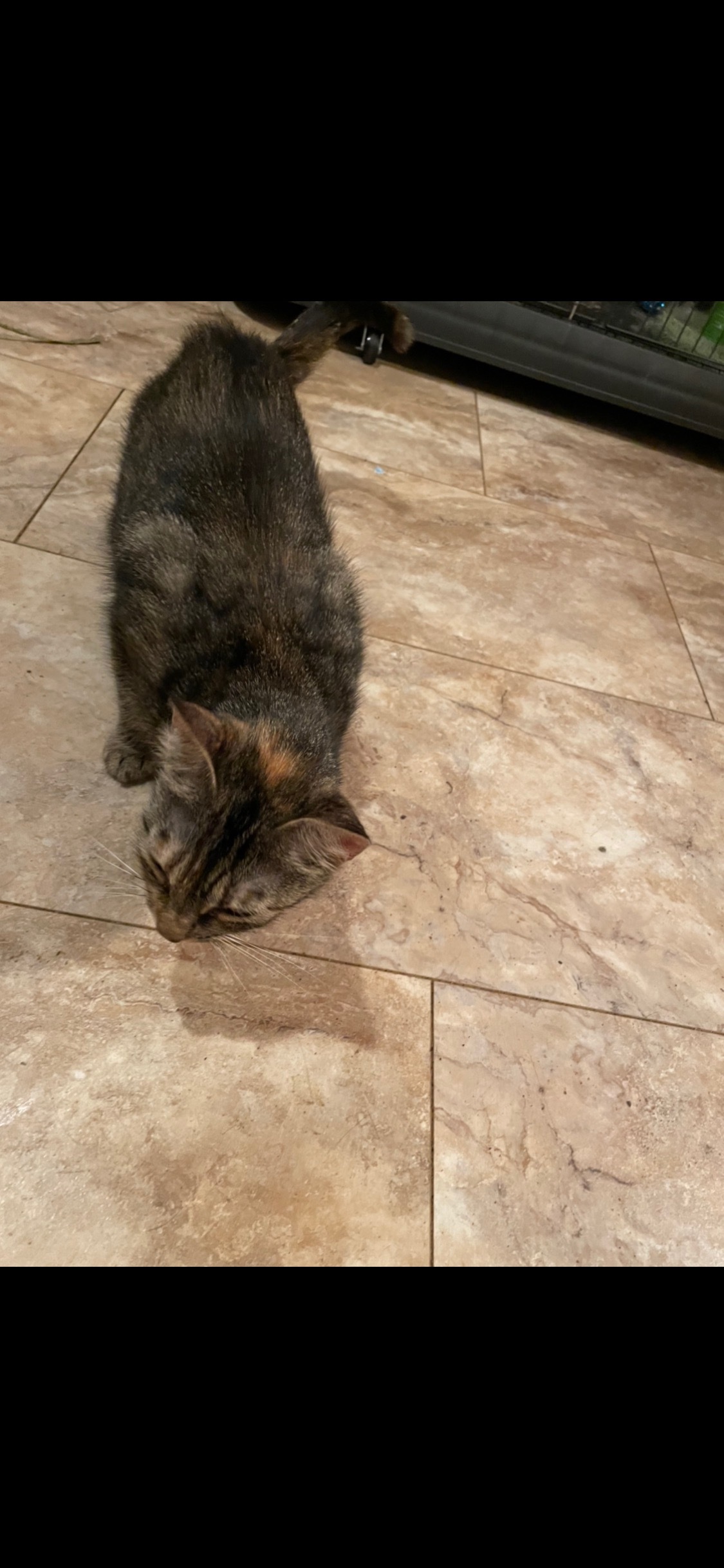 Tasha, Adoptable, Adult Female Tabby & Calico.