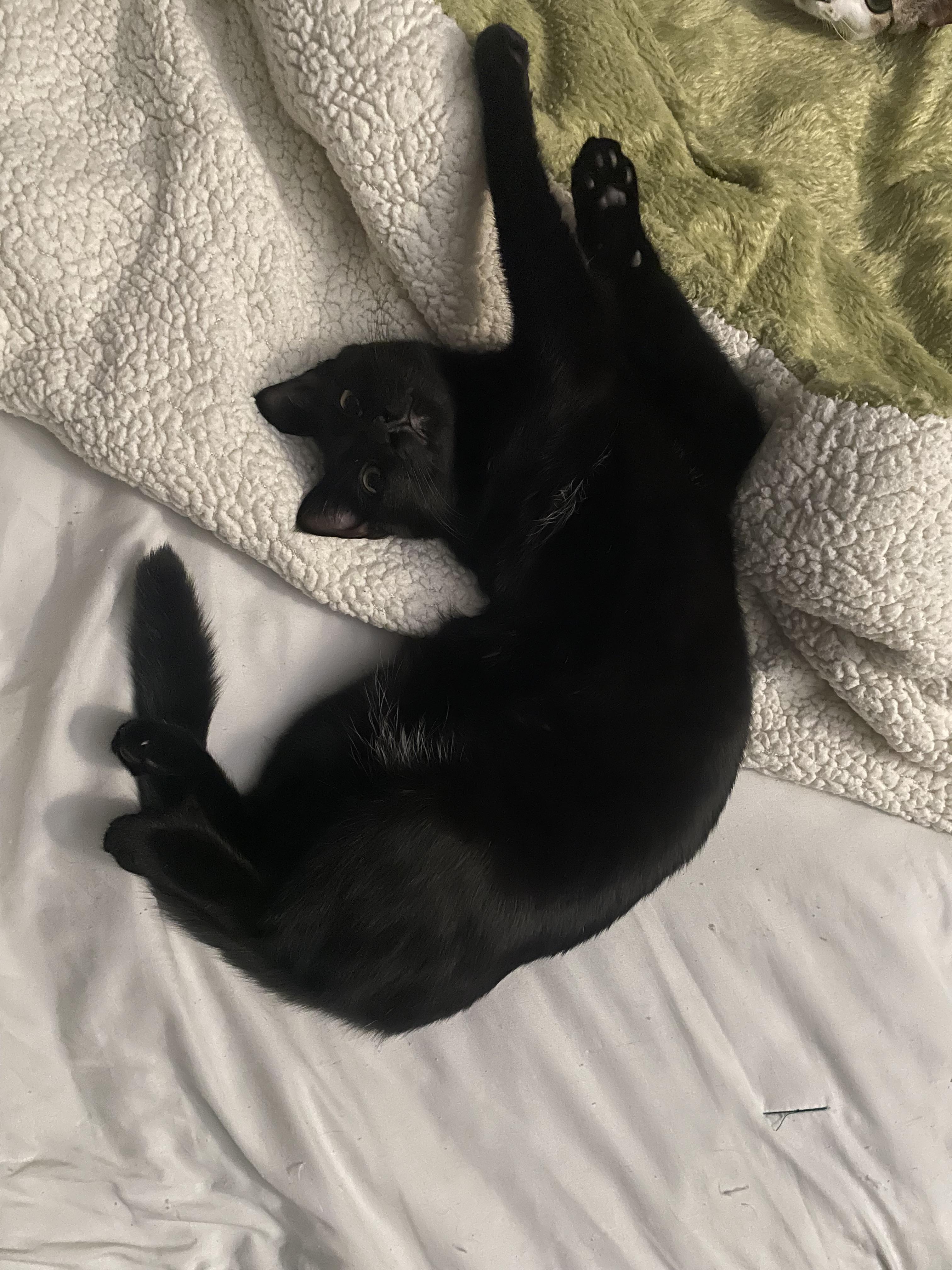 Batty, a Adoptable Domestic Short Hair in Santa Ana, CA image 2/5