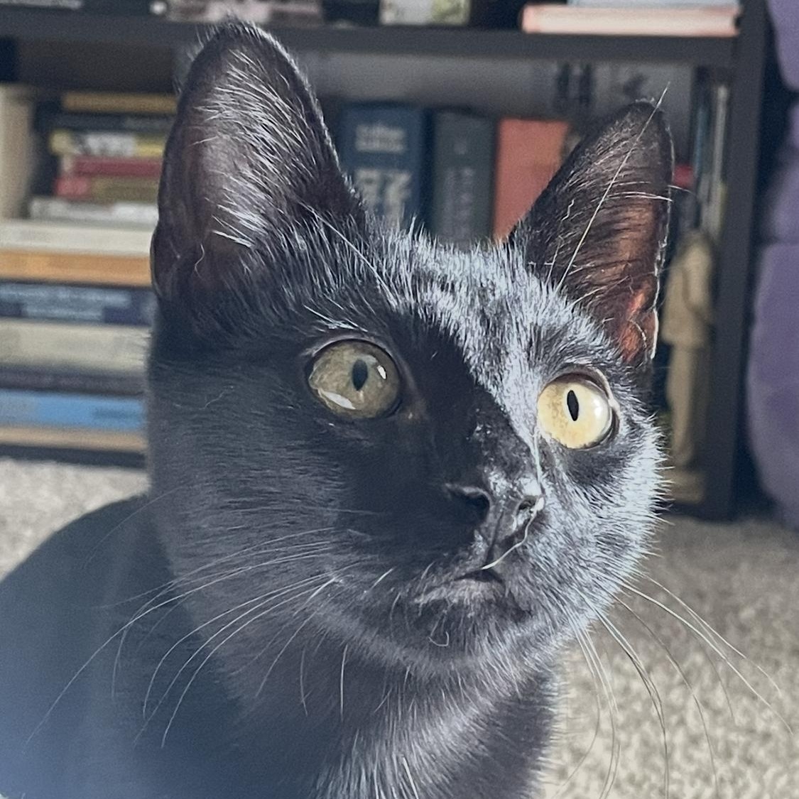 Batty, a Adoptable Domestic Short Hair in Santa Ana, CA image 4/5