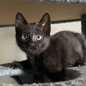 Batty, a Adoptable Domestic Short Hair in Santa Ana, CA image 5/5