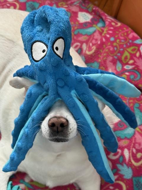 Hilo, a ADOPTABLE mixed breed in Wilmington, DE image 3/5