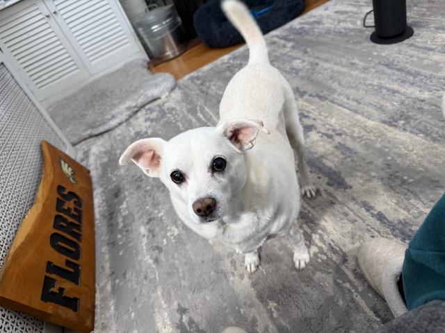 Hilo, ADOPTABLE, Senior Male Chihuahua & Beagle.