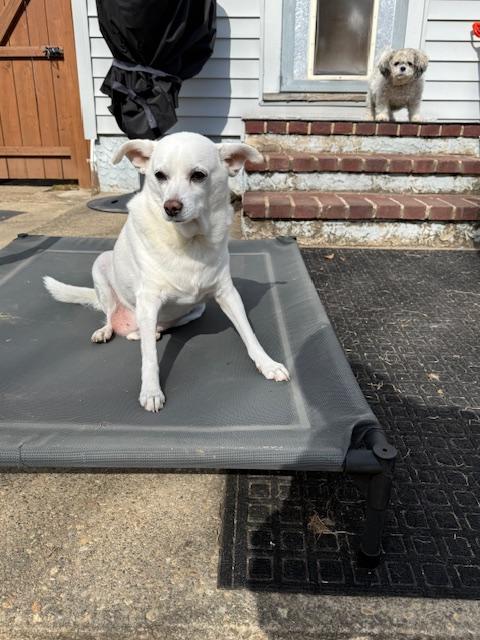 Hilo, a ADOPTABLE mixed breed in Wilmington, DE image 2/5