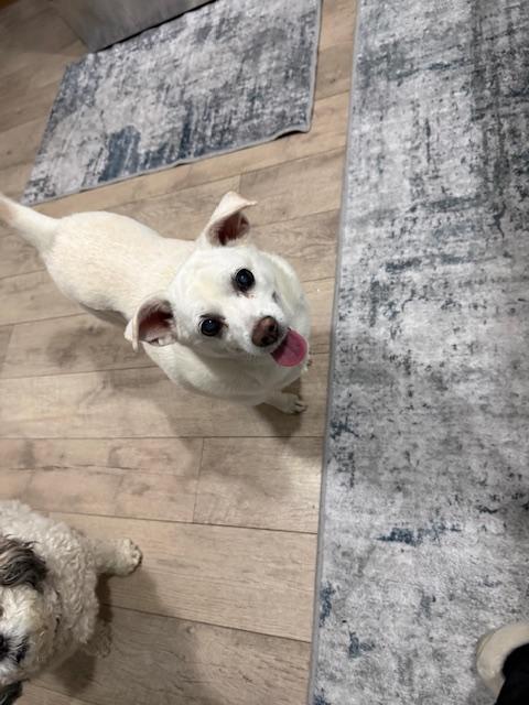 Hilo, a ADOPTABLE mixed breed in Wilmington, DE image 4/5