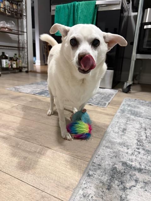 Hilo, a ADOPTABLE mixed breed in Wilmington, DE image 5/5