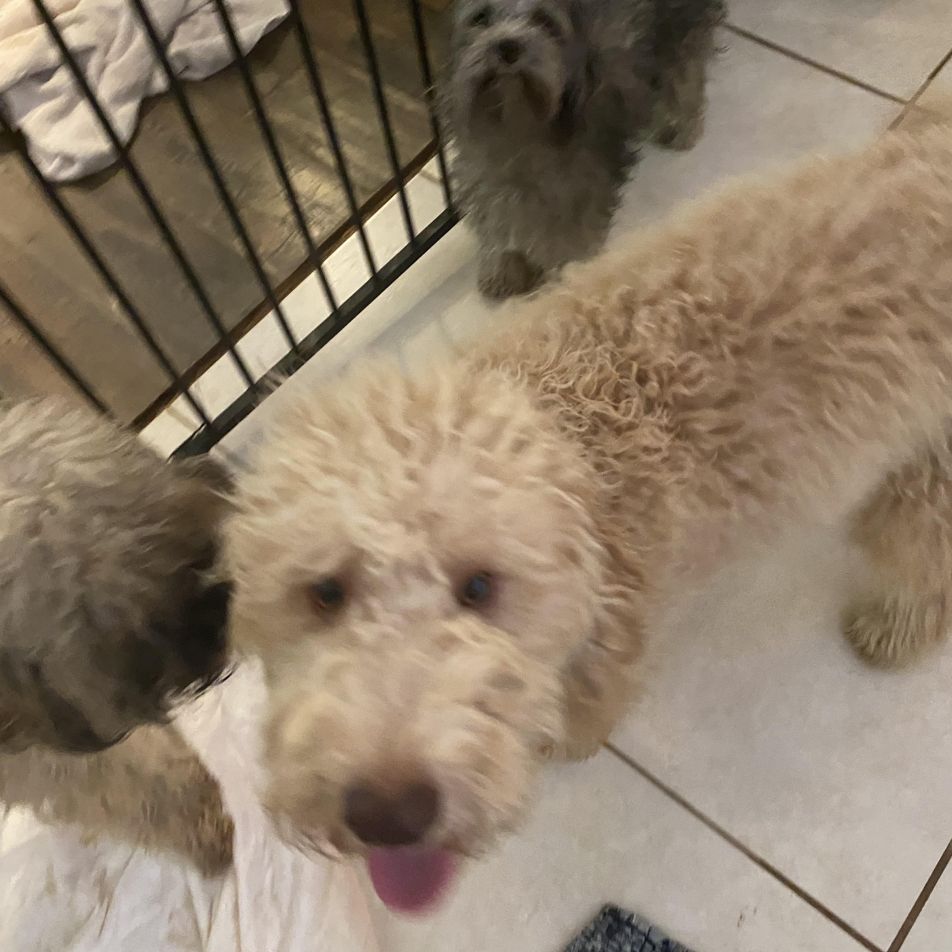 Enlarge Luna, a Adopted Goldendoodle in Moreno Valley, CA image 2/5