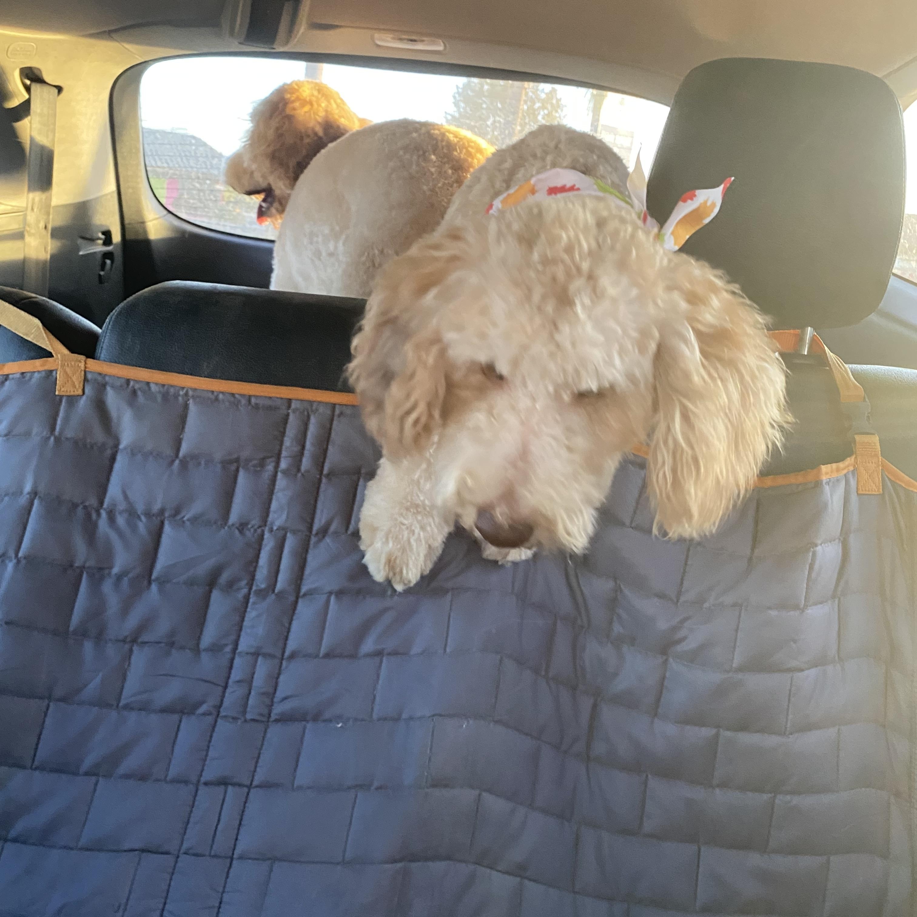 Luna, Adopted, Young Female Goldendoodle.
