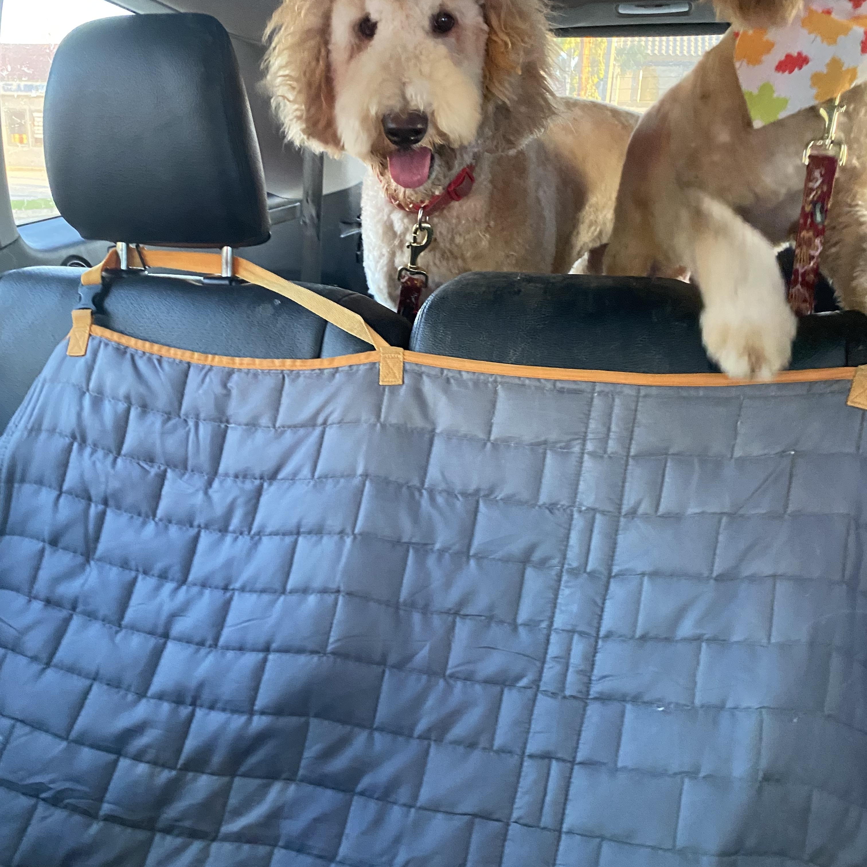 Enlarge Luna, a Adopted Goldendoodle in Moreno Valley, CA image 4/5