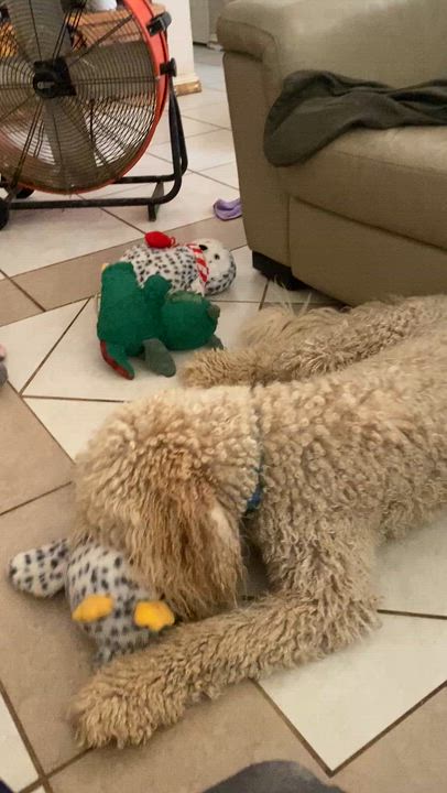 Enlarge Luna, a Adopted Goldendoodle in Moreno Valley, CA video 5/5