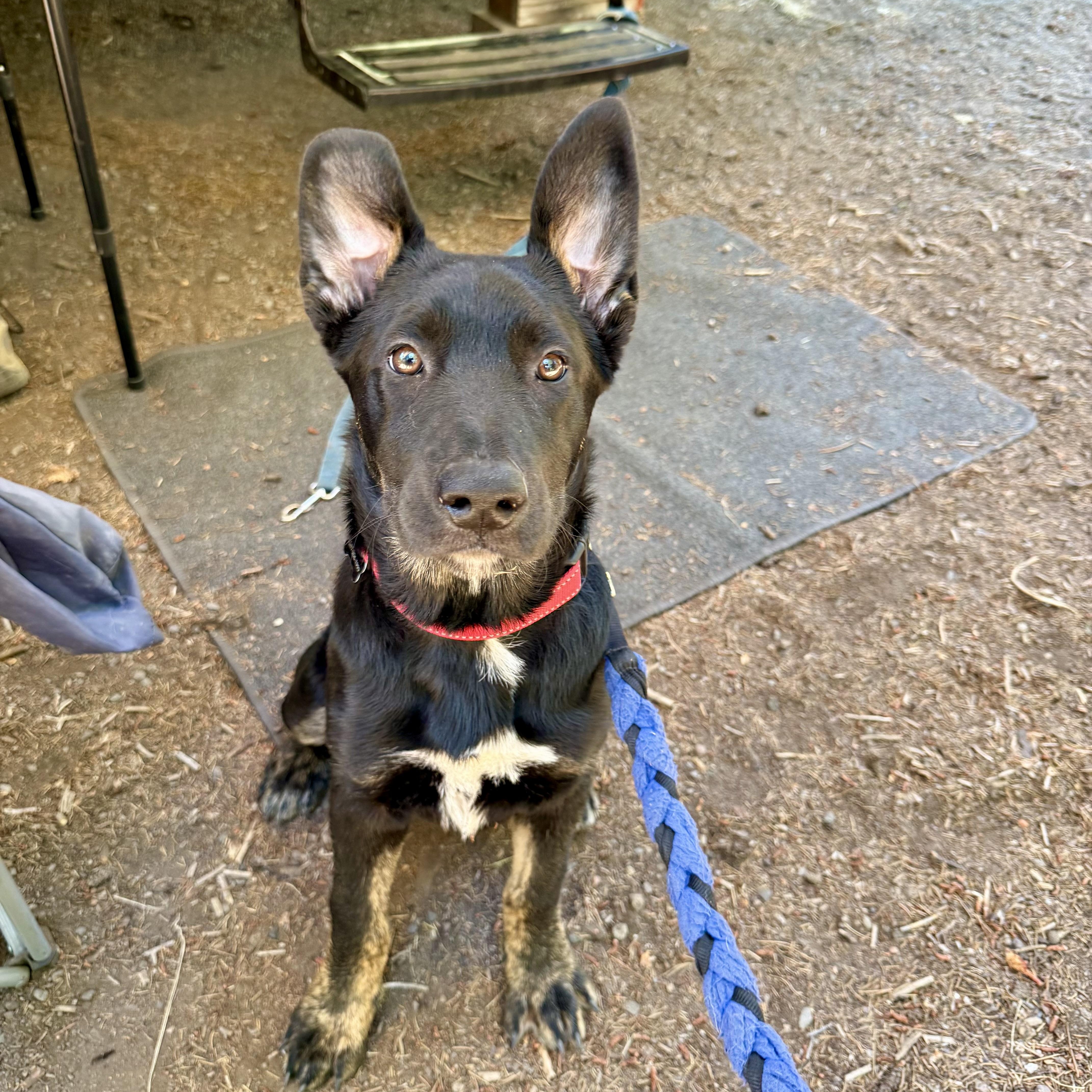 Eevee, a Adoptable mixed breed in Powell Butte, OR image 2/6