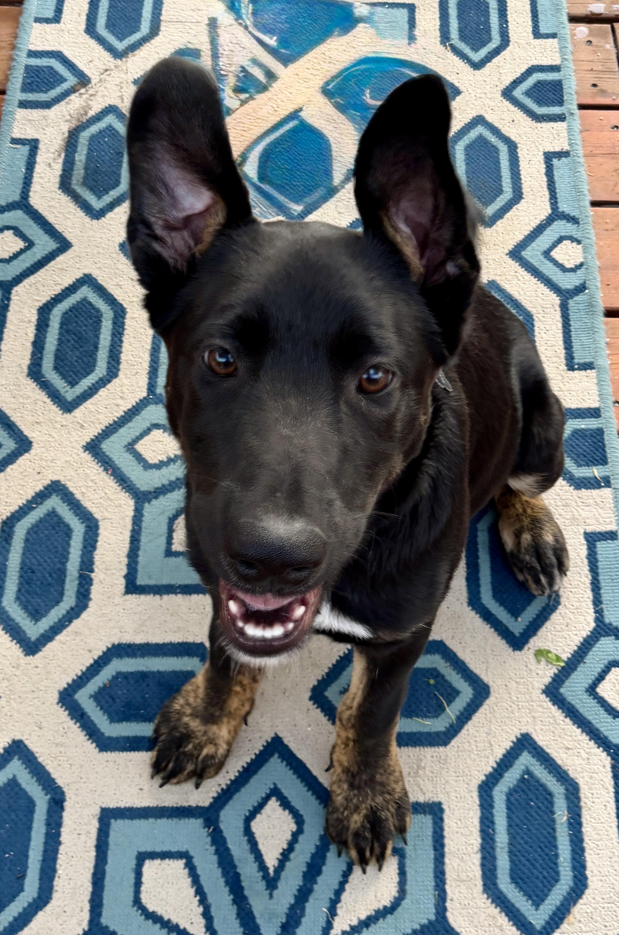 Eevee, a Adoptable mixed breed in Powell Butte, OR image 5/6
