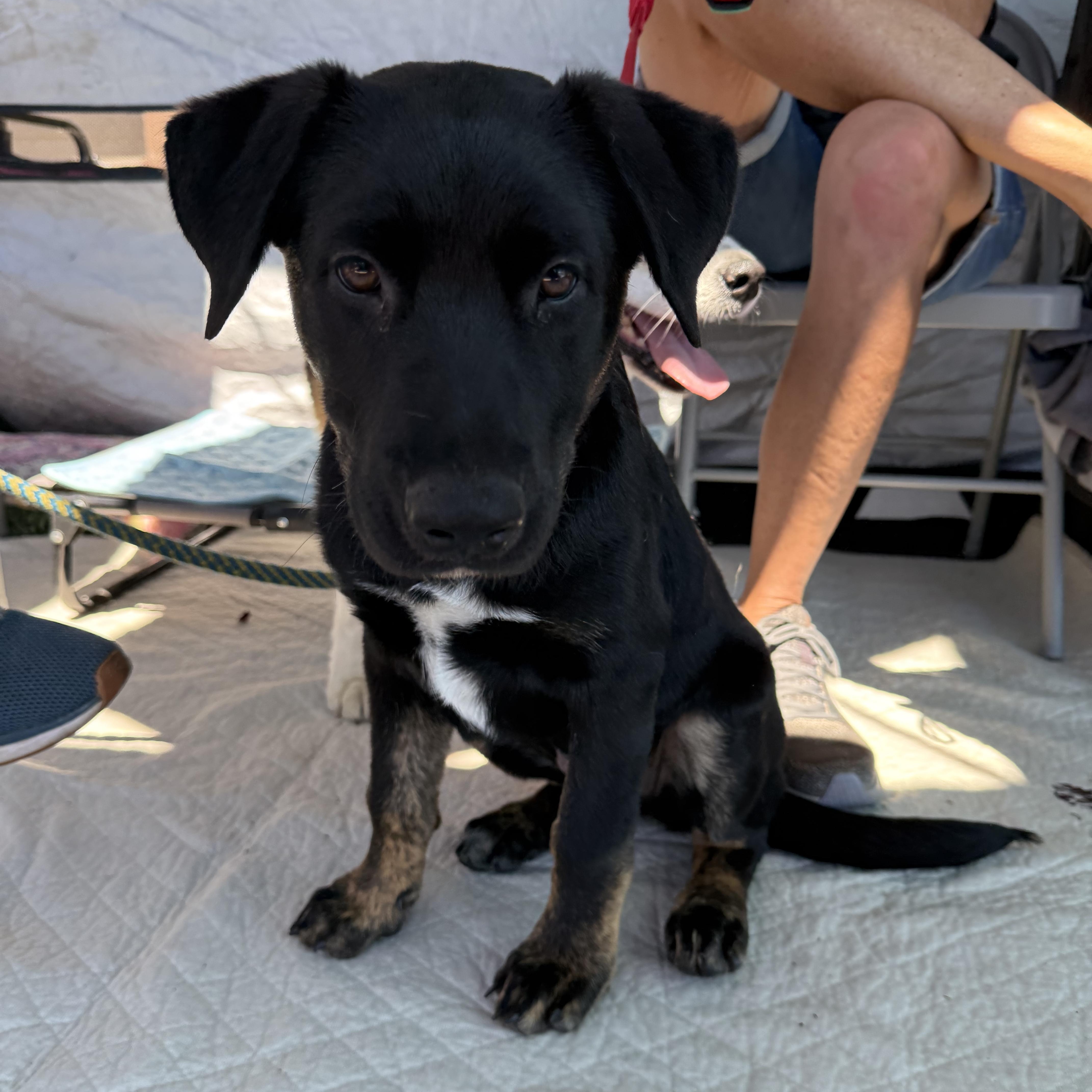 Eevee, a Adoptable mixed breed in Powell Butte, OR image 6/6