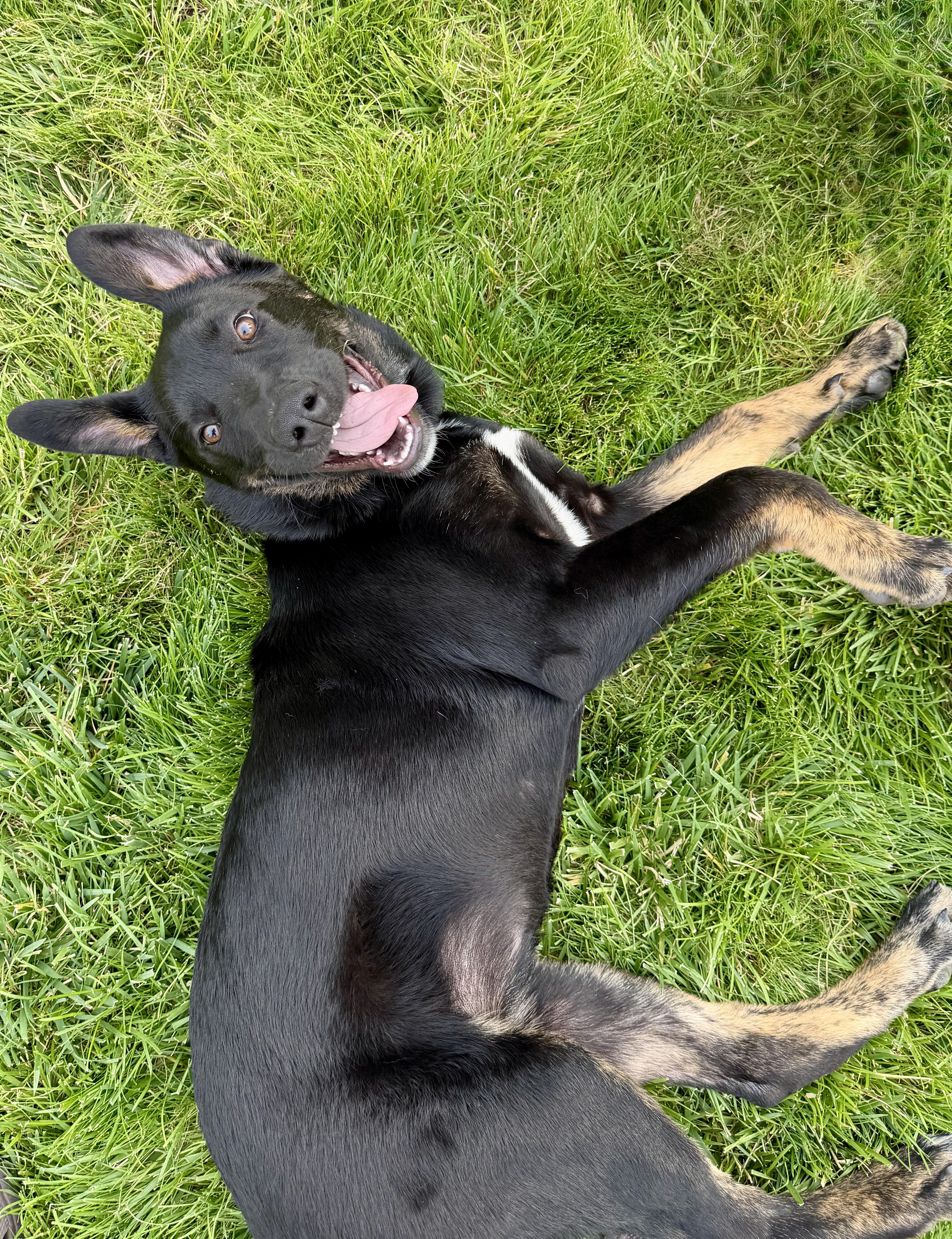 Eevee, a Adoptable mixed breed in Powell Butte, OR image 3/6
