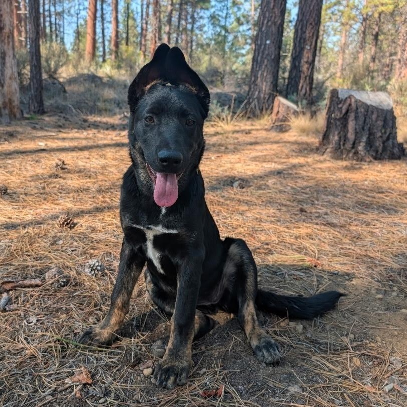 Eevee, a Adoptable mixed breed in Powell Butte, OR image 1/6