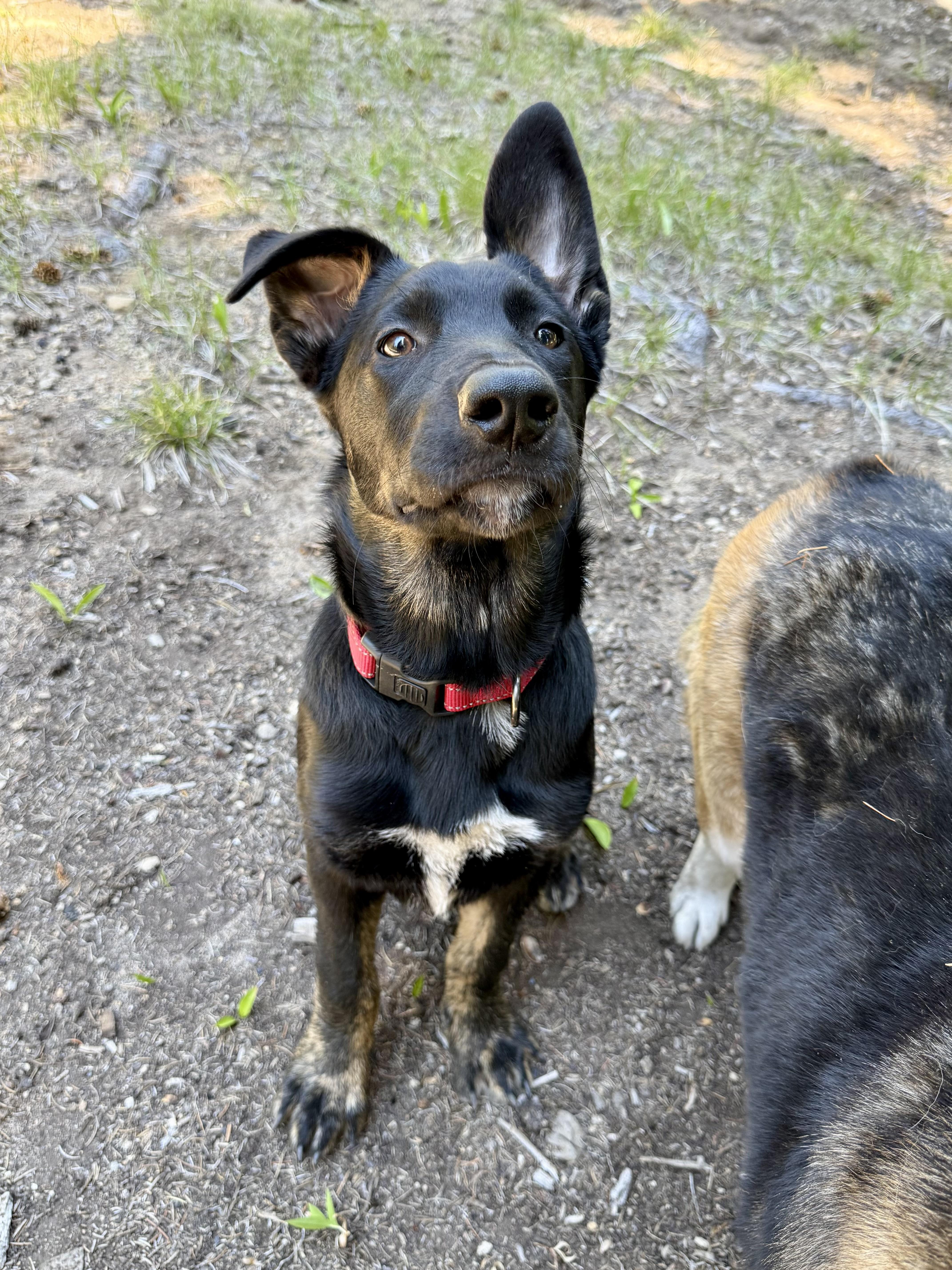 Eevee, a Adoptable mixed breed in Powell Butte, OR image 4/6