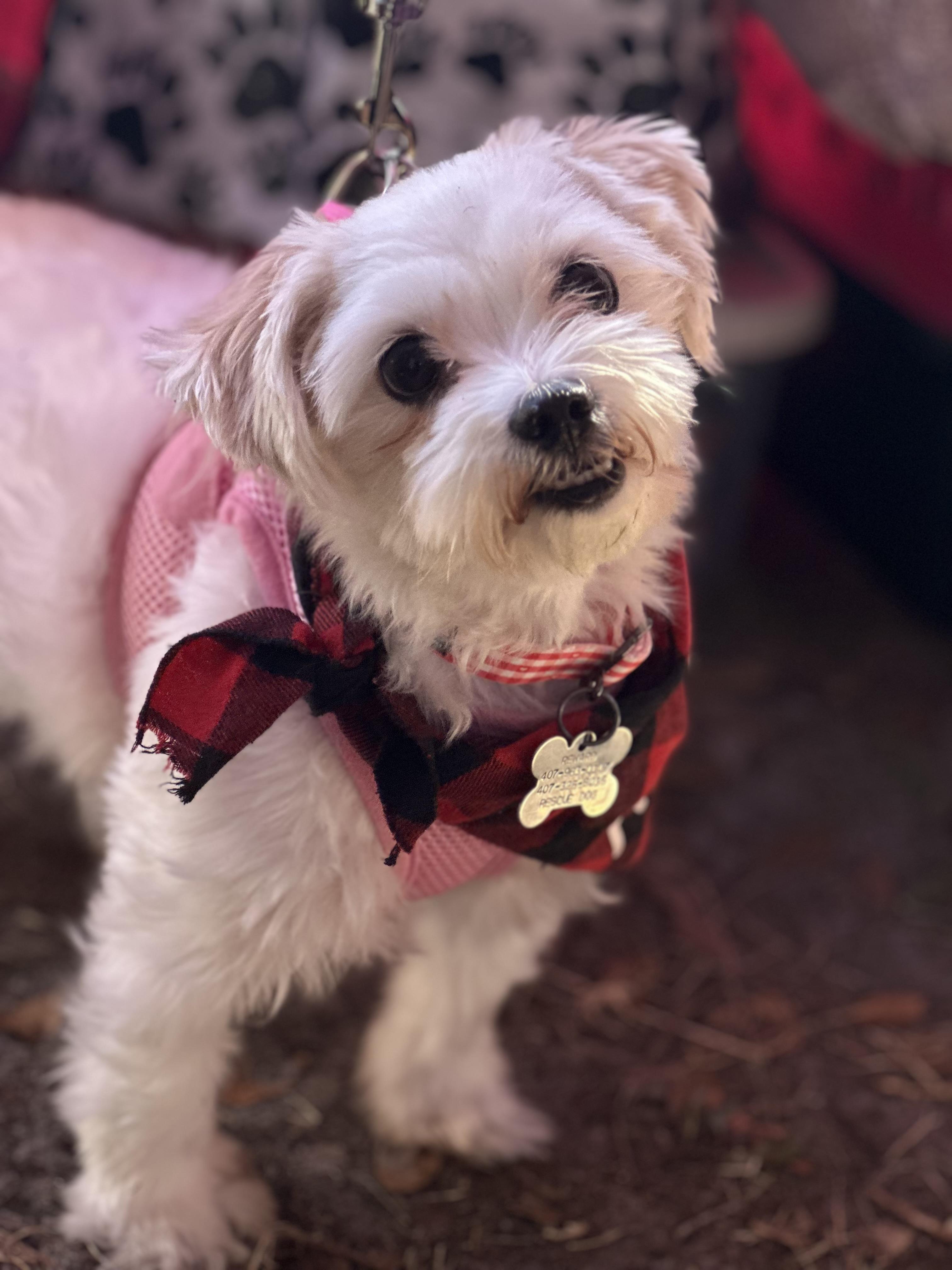 Willamena, Adoptable, Adult Female Shih Tzu & Maltese.
