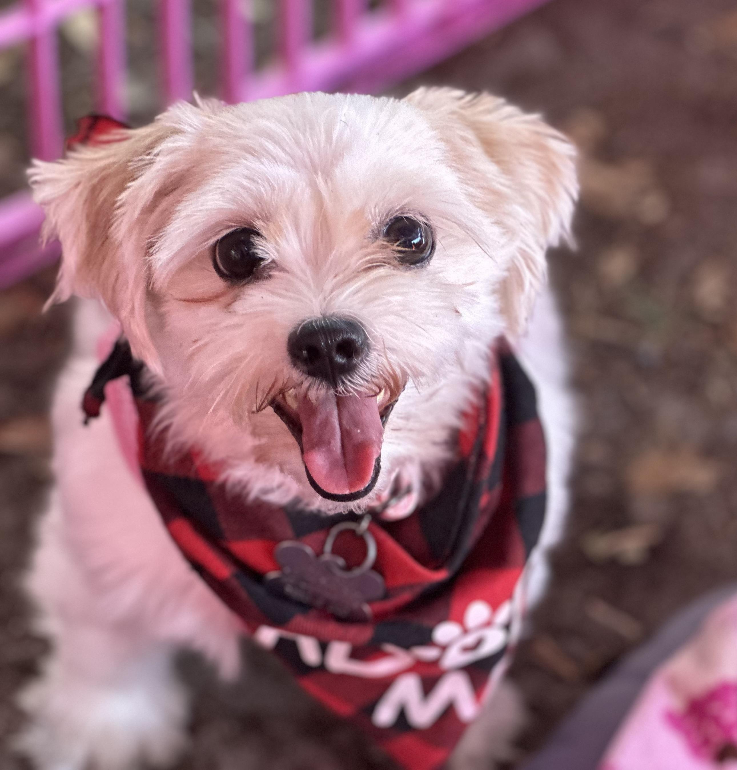 Willamena, a Adoptable mixed breed in Orlando, FL image 2/4