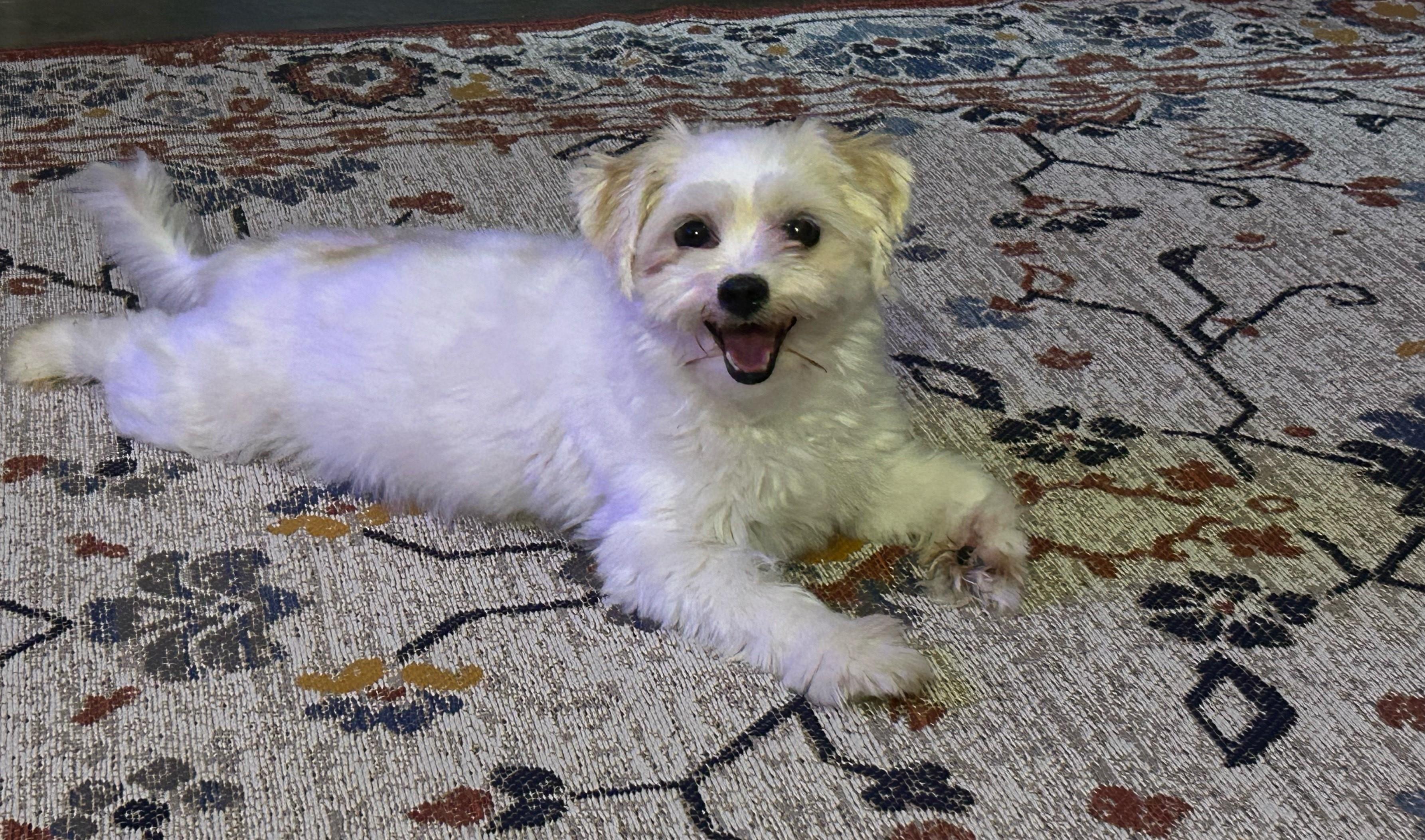 Willamena, a Adoptable mixed breed in Orlando, FL image 3/4