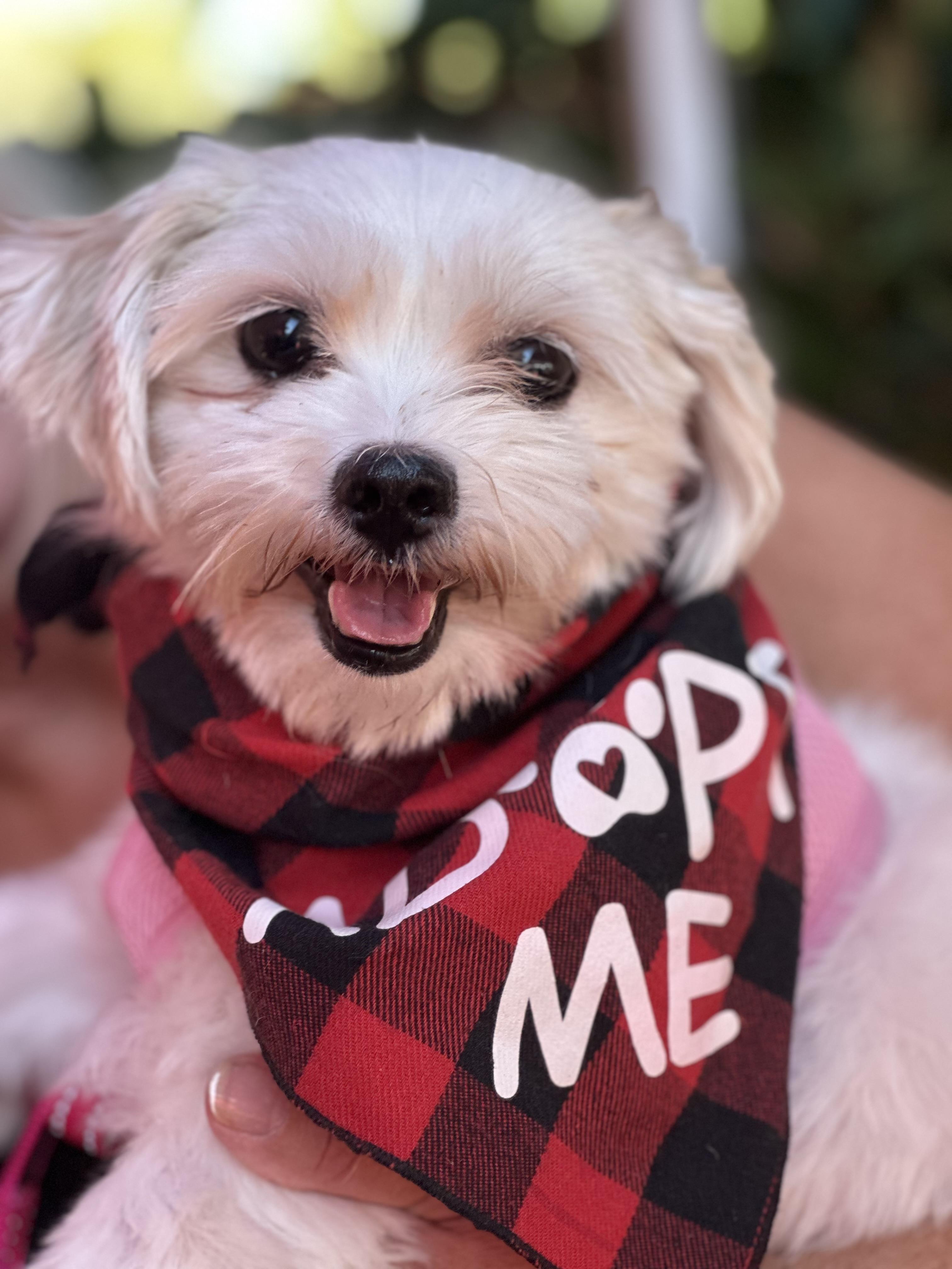 Willamena, a Adoptable mixed breed in Orlando, FL image 4/4