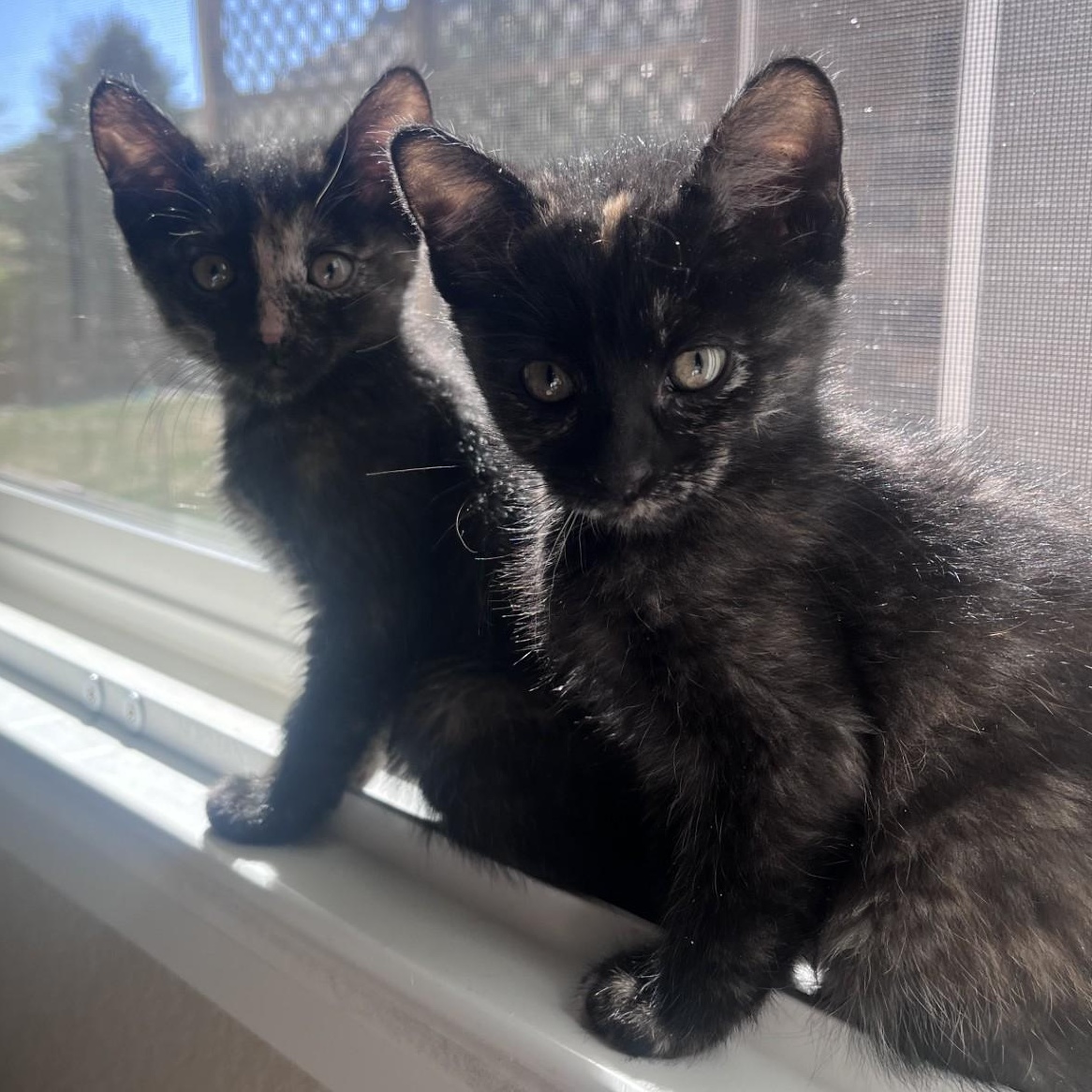 Enlarge Taci Conrad , an adopted mixed breed in Denver, CO image 4/4