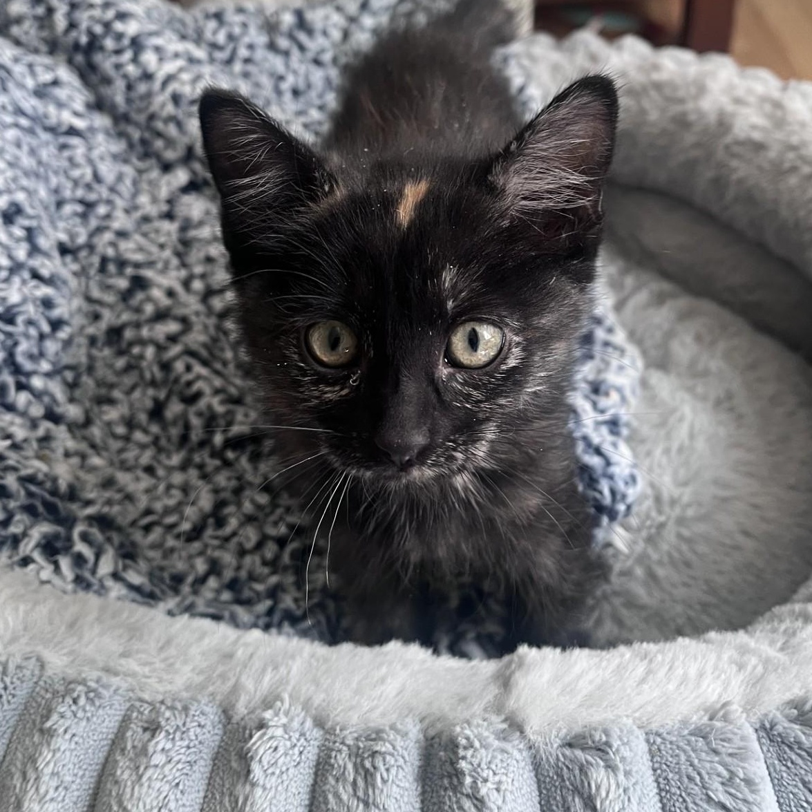 Enlarge Taci Conrad , an adopted mixed breed in Denver, CO image 3/4