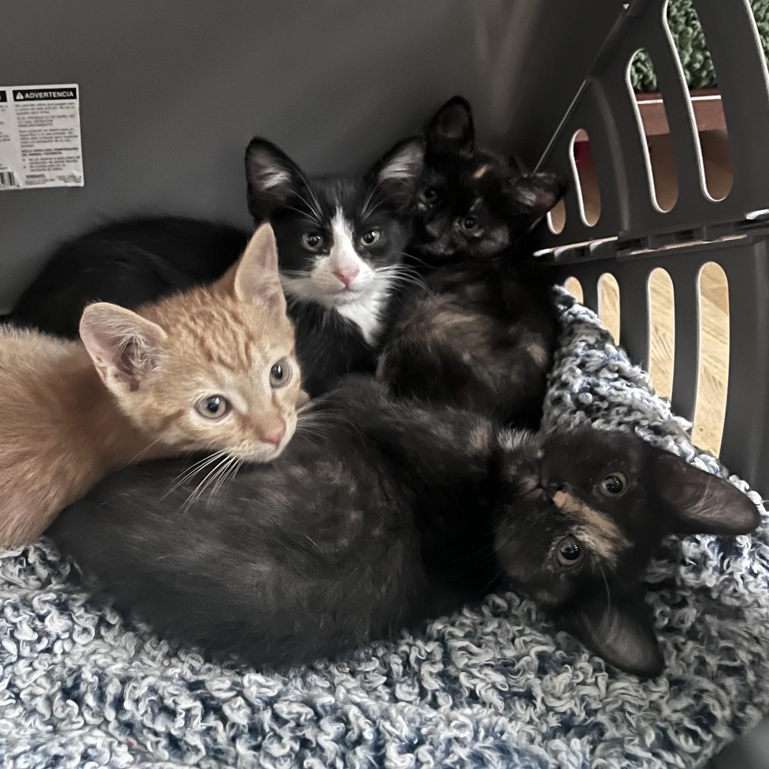 Enlarge Taci Conrad , an adopted mixed breed in Denver, CO image 2/4