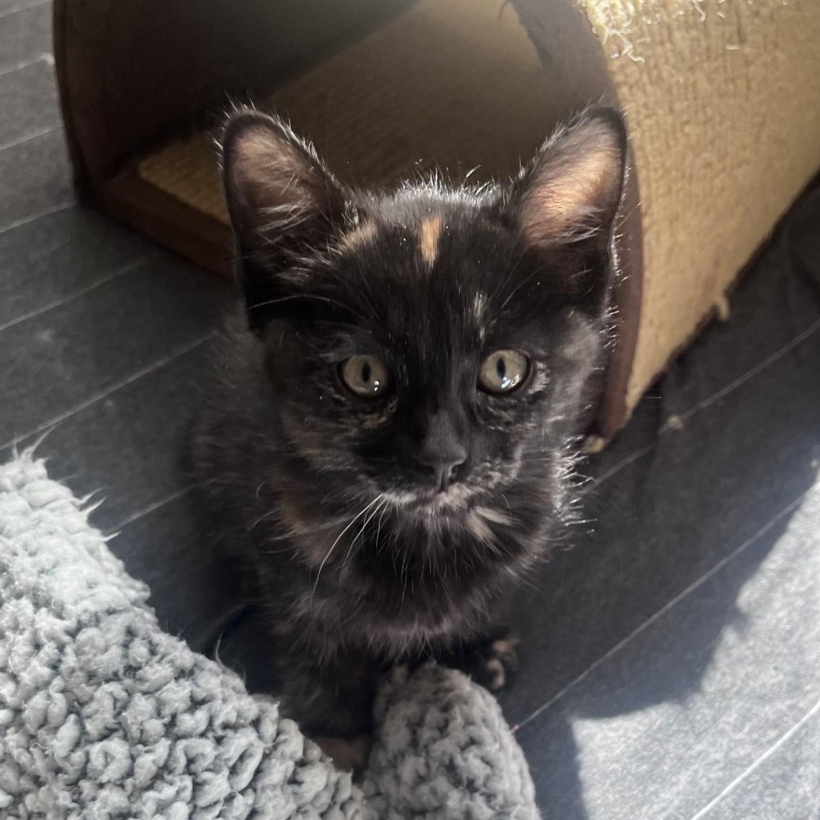 Taci Conrad , adopted, Kitten Female Domestic Short Hair & Tortoiseshell.