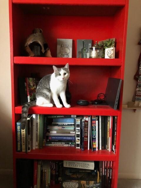 Galinda, Adoptable, Adult Female Domestic Short Hair.