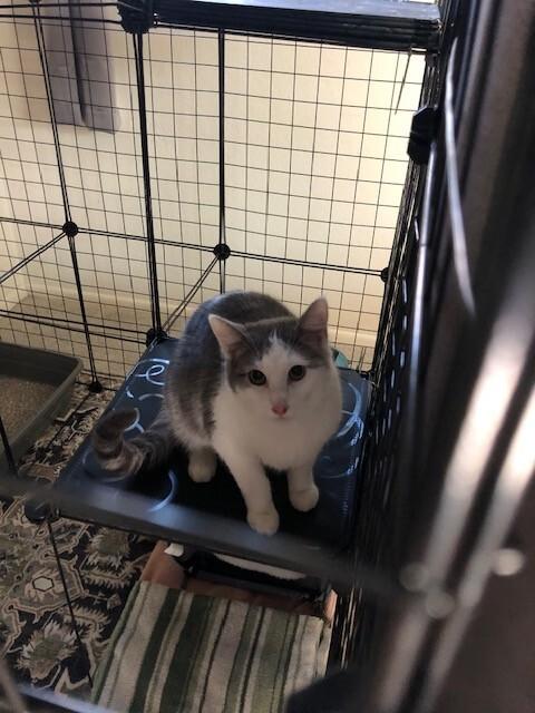 Enlarge Galinda, a Adoptable Domestic Short Hair in Fort Collins, CO image 2/6