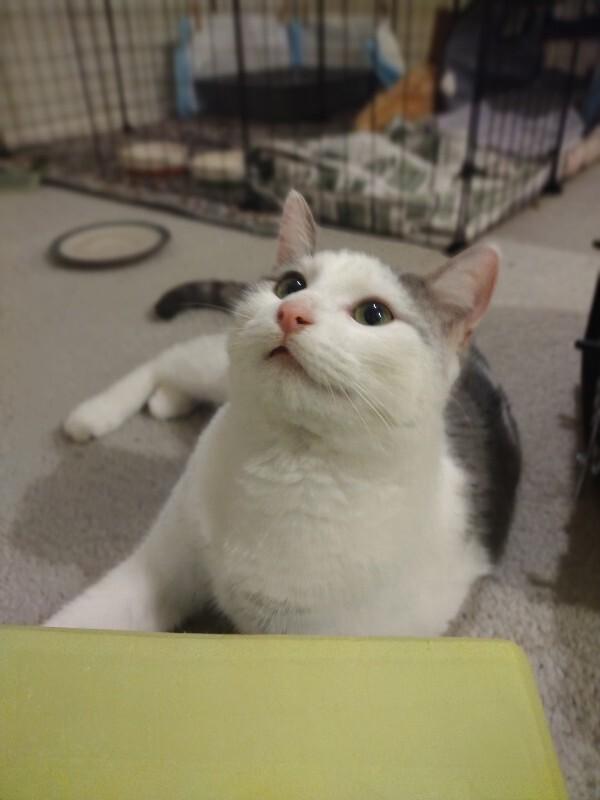 Enlarge Galinda, a Adoptable Domestic Short Hair in Fort Collins, CO image 3/6