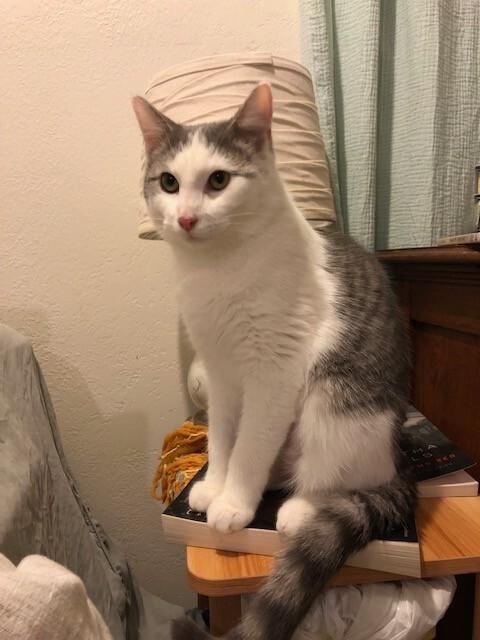 Enlarge Galinda, a Adoptable Domestic Short Hair in Fort Collins, CO image 5/6