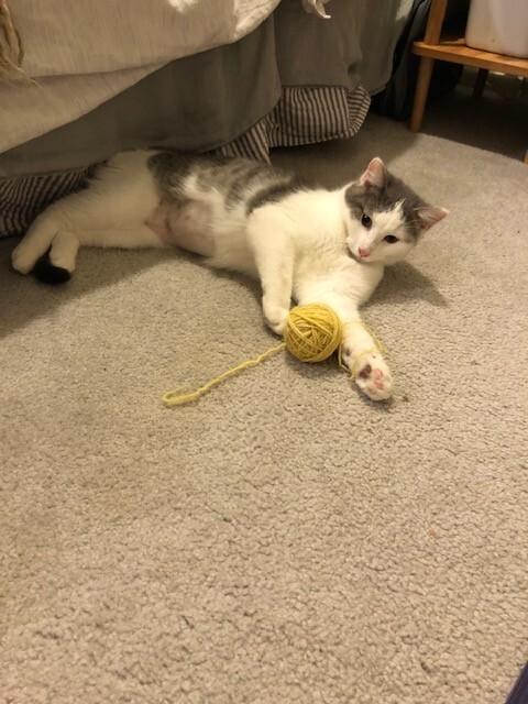 Enlarge Galinda, a Adoptable Domestic Short Hair in Fort Collins, CO image 6/6