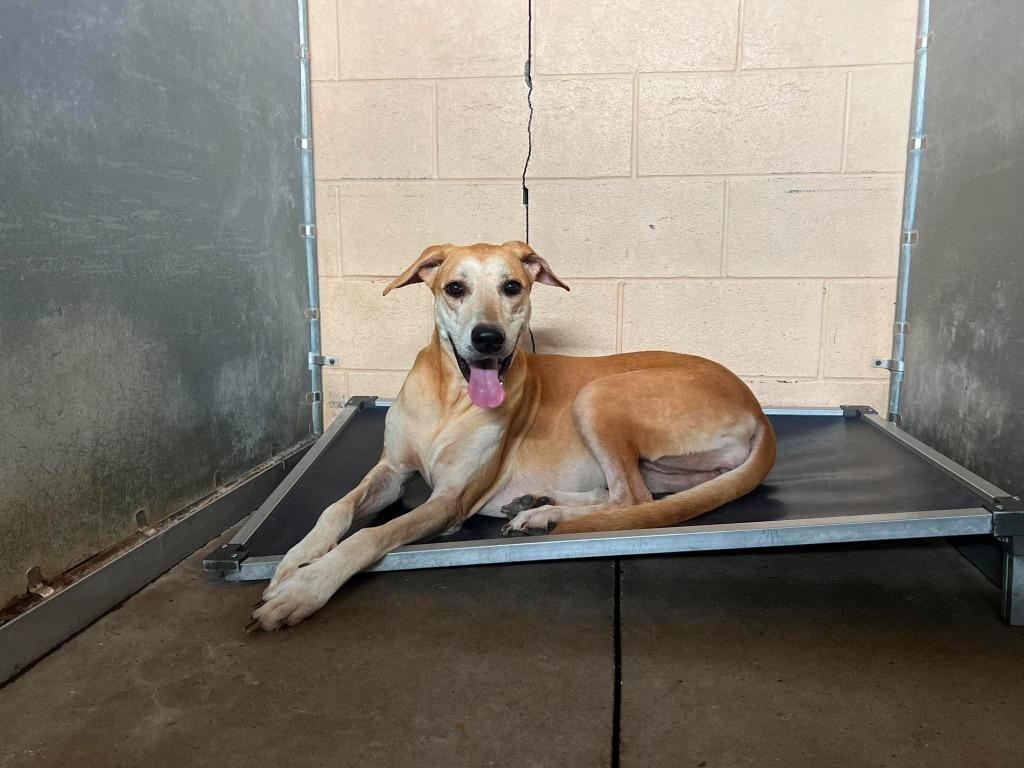 Bronti, an adopted mixed breed in San Antonio, TX image 3/3