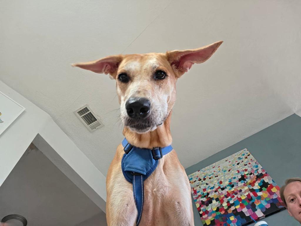 Bronti, an adopted mixed breed in San Antonio, TX image 2/3