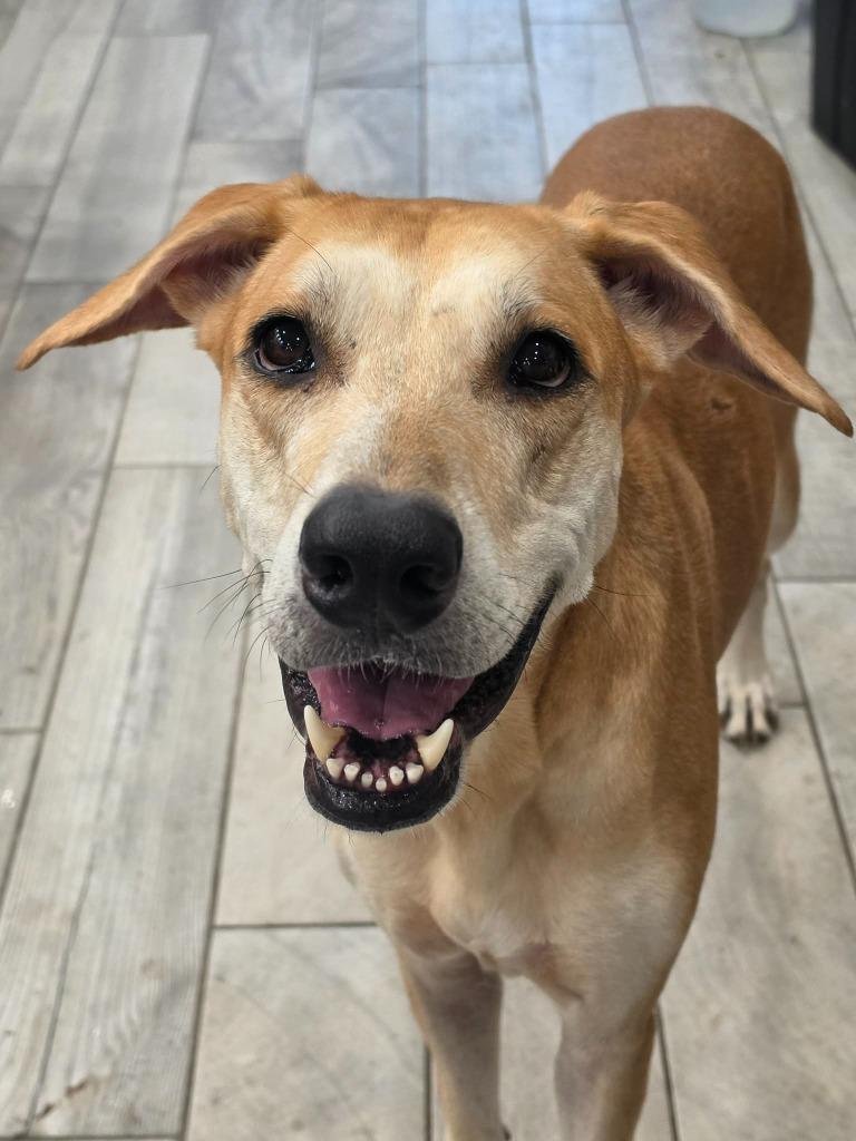 Bronti, adopted, Adult Female Great Dane & German Shepherd Dog.