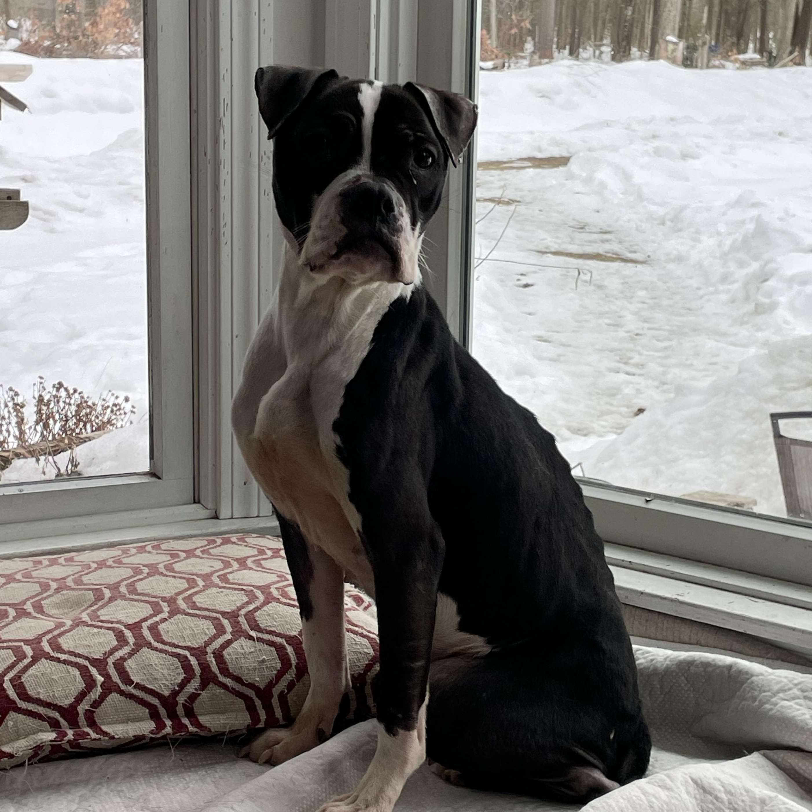 Enlarge Jojo, a Adoptable mixed breed in Monson, MA image 2/2