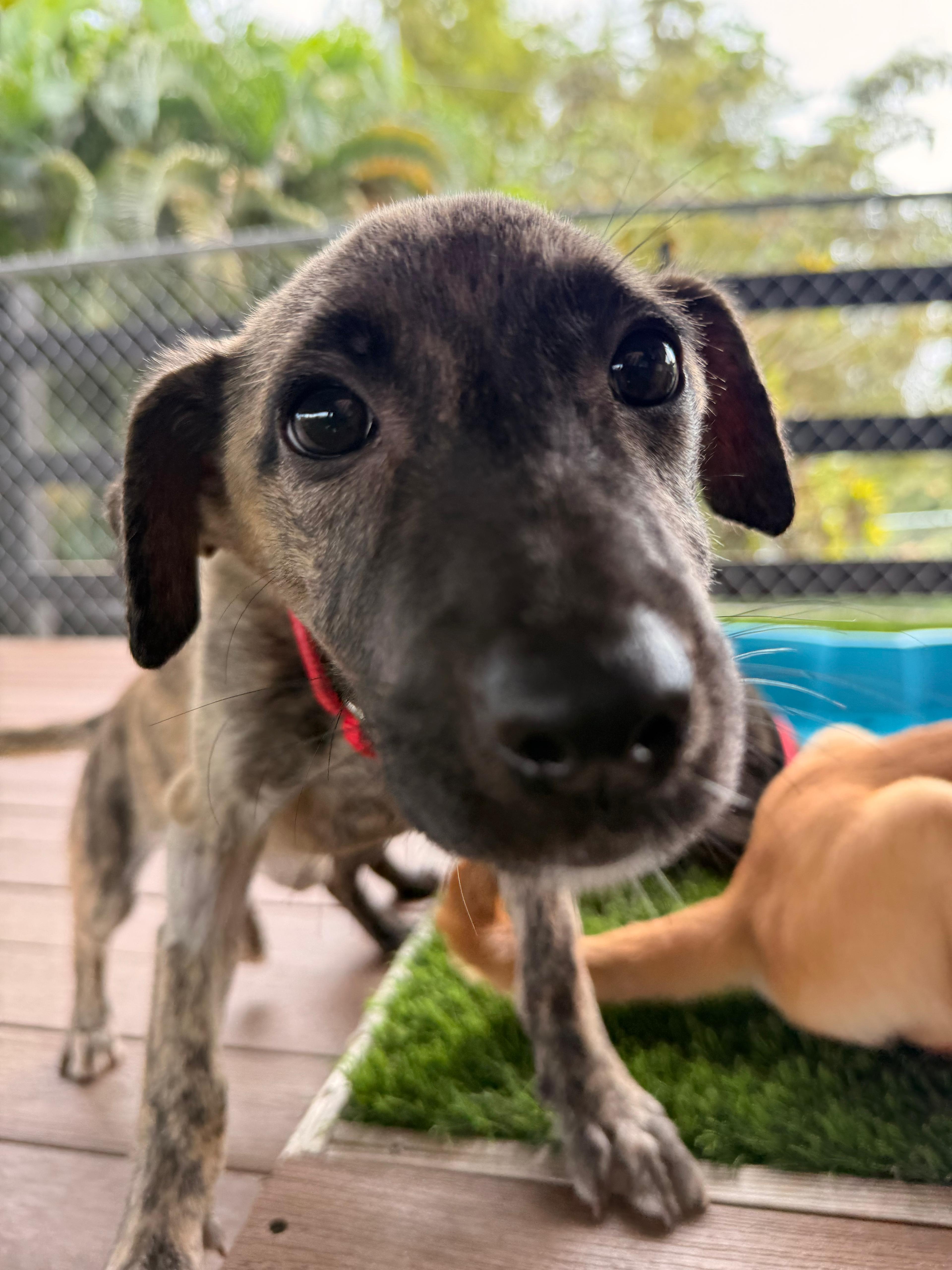 Enlarge Shira, a Adoptable mixed breed in Brooklyn, NY image 3/4