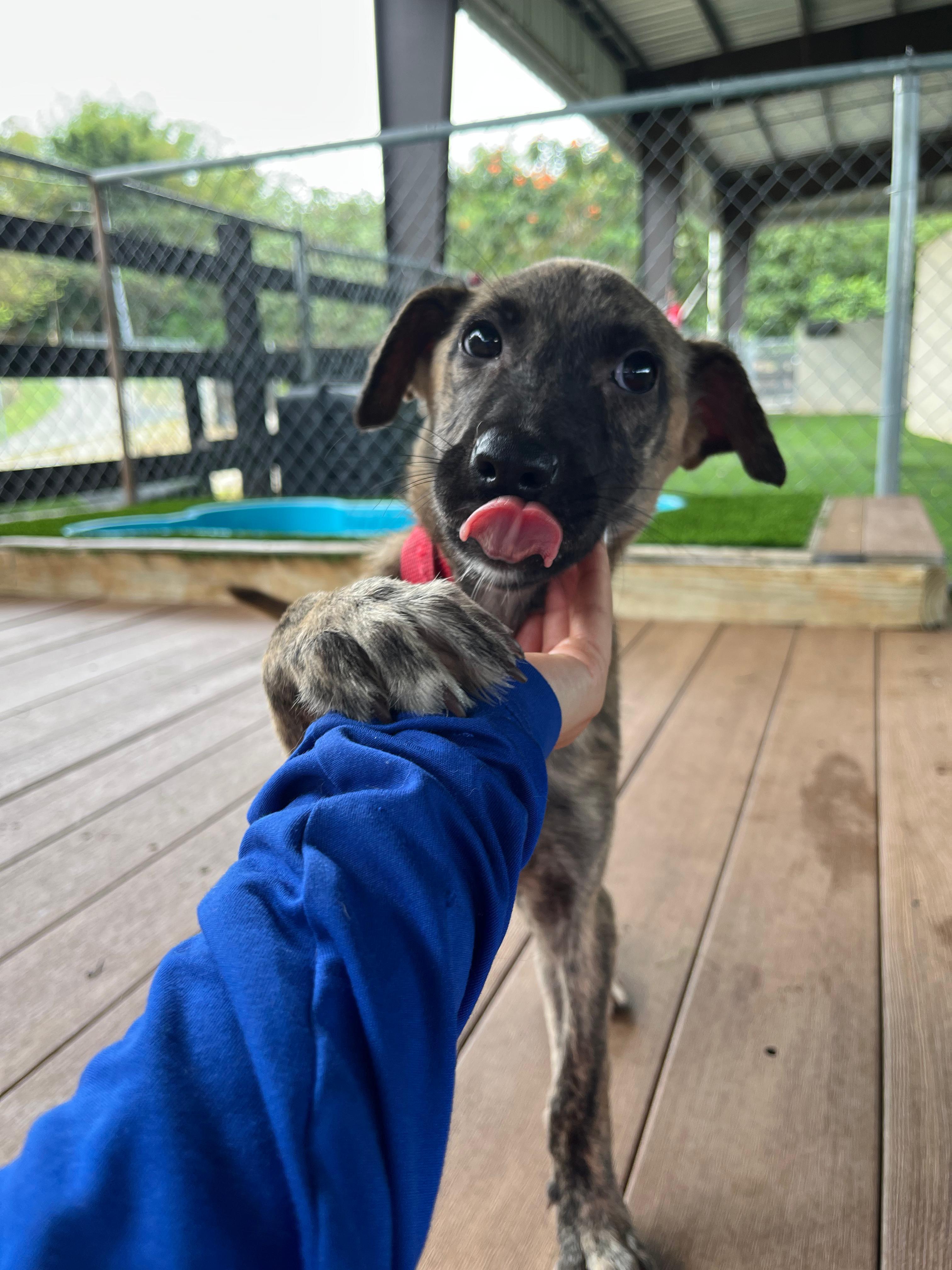 Enlarge Shira, a Adoptable mixed breed in Brooklyn, NY image 2/4