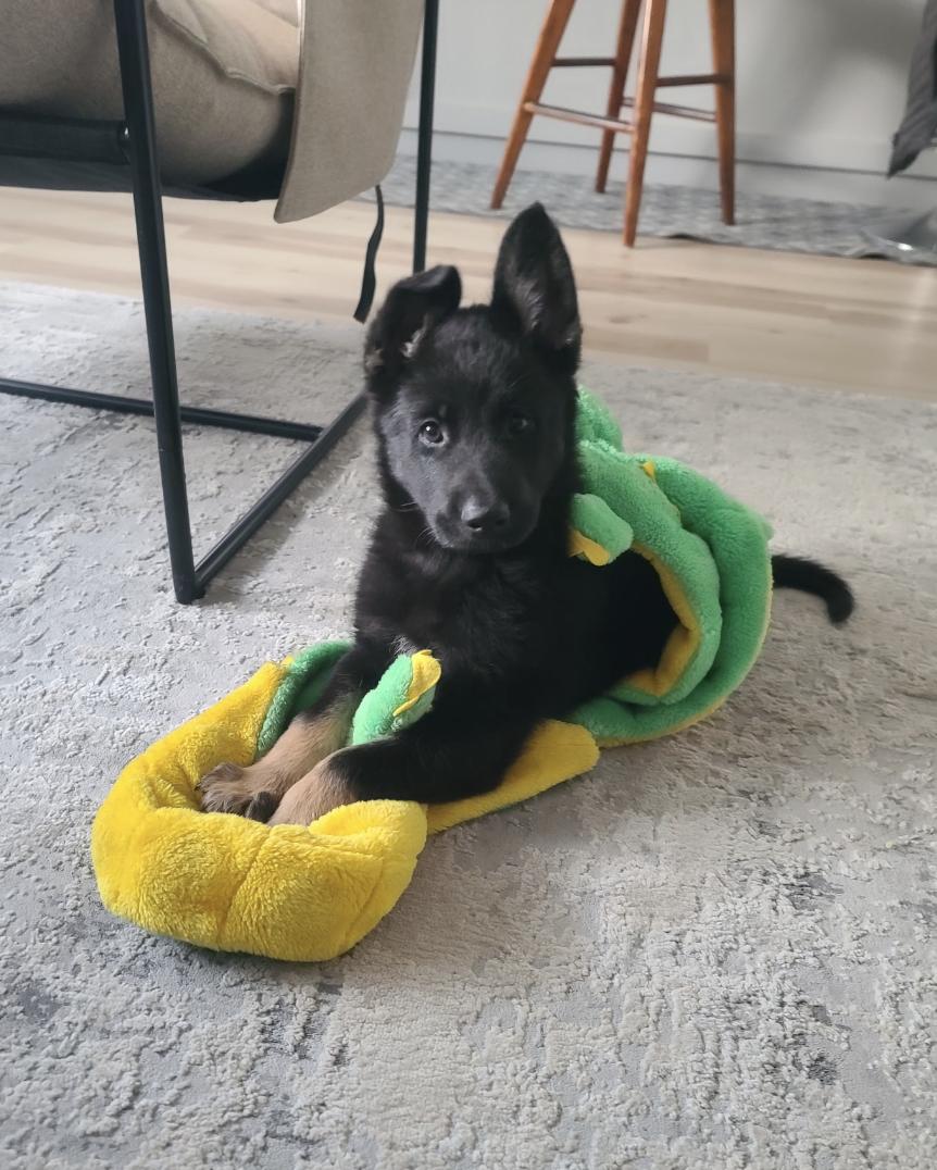 Bear, adopted, Puppy Male Shepherd.