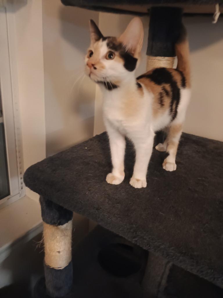 Tamera, Adoptable, Kitten Female Domestic Short Hair.